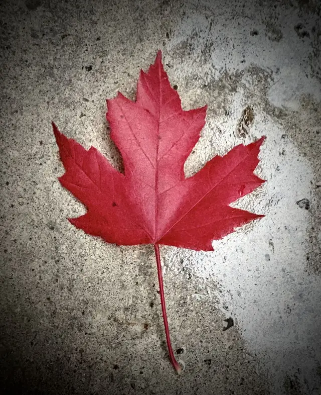 A single red maple leaf resting on a concrete sidewalk